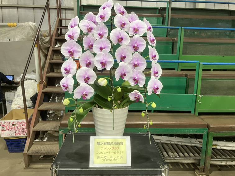 新着情報:北海道植物株式会社｜札幌 鉢花専門卸売市場